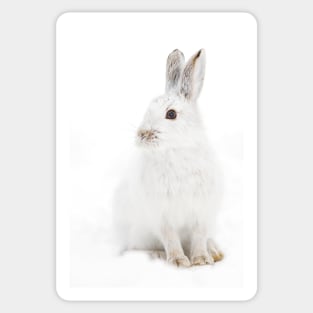 Snowshoe Hare Sticker